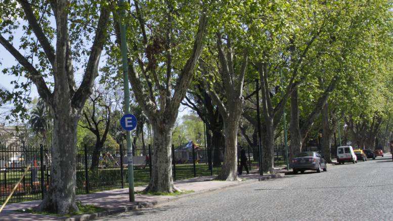 En este momento estás viendo La Ciudad de Buenos Aires plantará más  de 16 mil árboles nuevos durante éste año