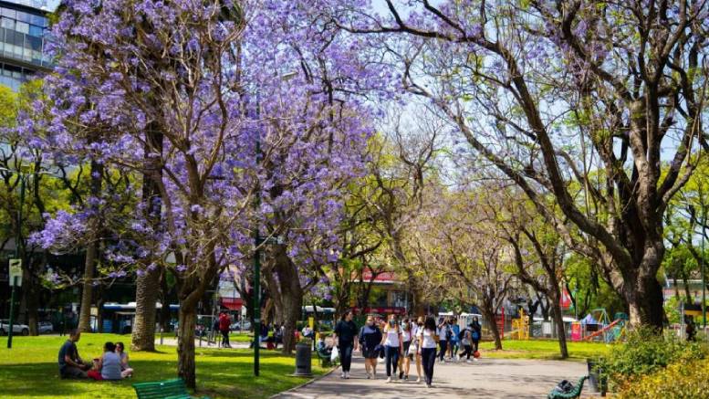 En este momento estás viendo Comenzó el proceso de floración de la especie  jacarandá en la Ciudad de Buenos Aires