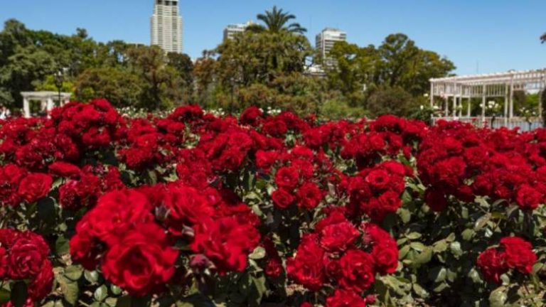 Lee más sobre el artículo La Comuna 14 regalará a los vecinos y vecinas gajos de rosal