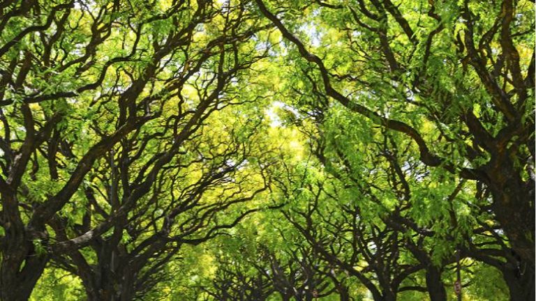 Lee más sobre el artículo Se celebra el Día del Árbol en la Ciudad de Buenos Aires