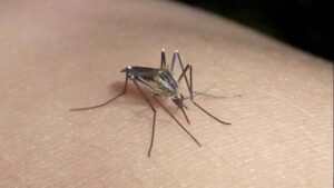 Lee más sobre el artículo Crece la preocupación por la invasión de mosquitos en la Ciudad