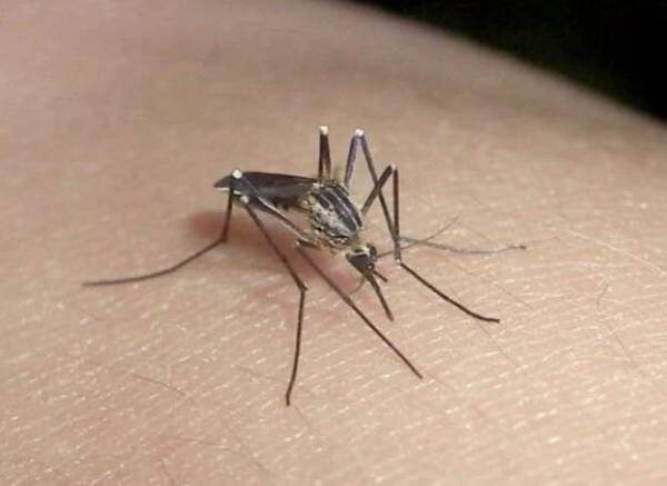 Crece la preocupación por la invasión de mosquitos en la Ciudad